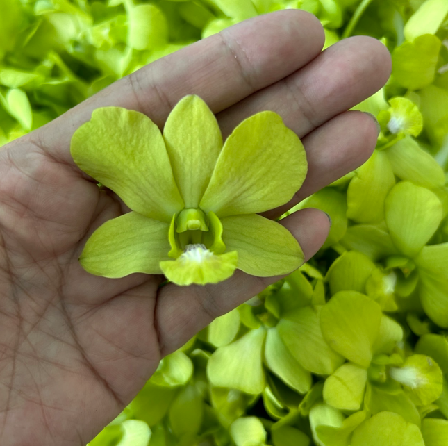 Green Lemon image